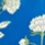 BLUE MIX